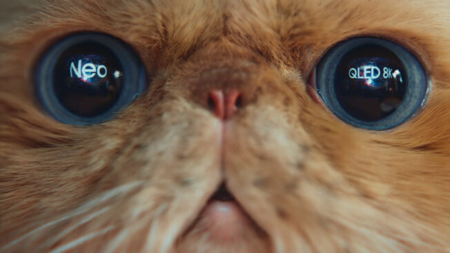 a cat with the word "neo" reflected in its eyes