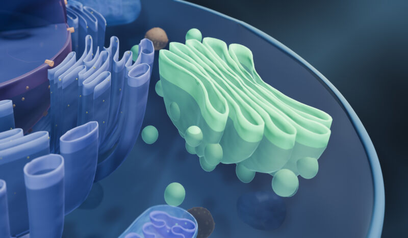 computer generated image of membrane structures inside a cell