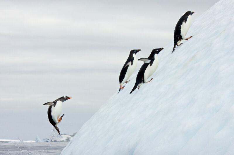 Gentoo Penguins (Pygoscelis papua) climbing snowy hill