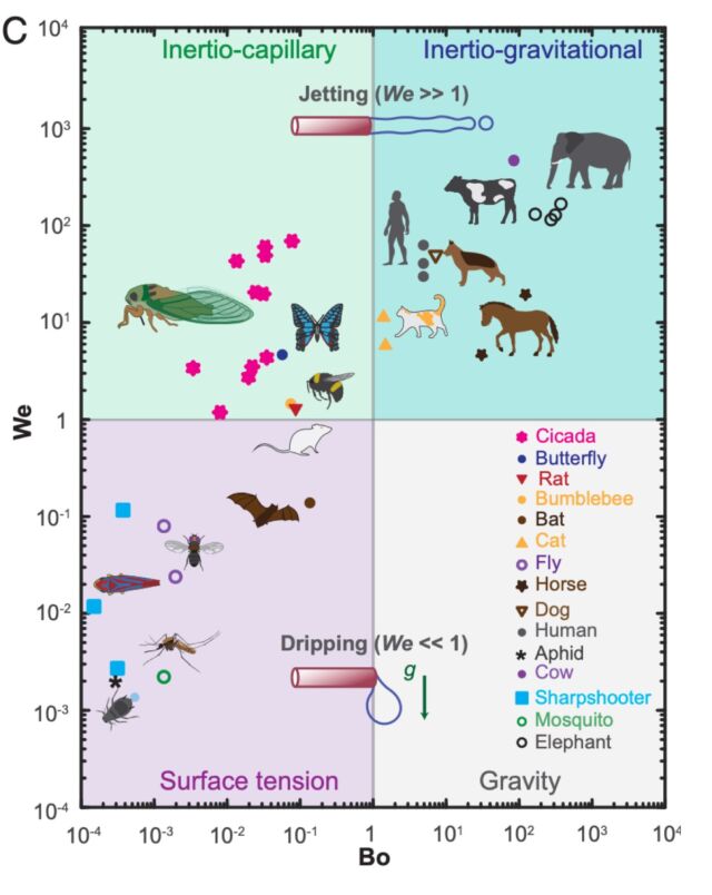 Across taxa and physical scales, organisms employ various fluidic waste release strategies.