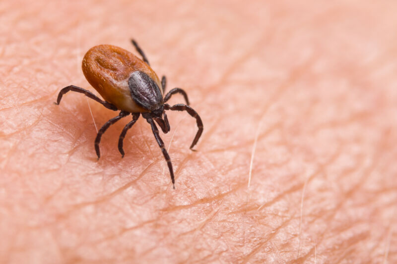 A tick on a human