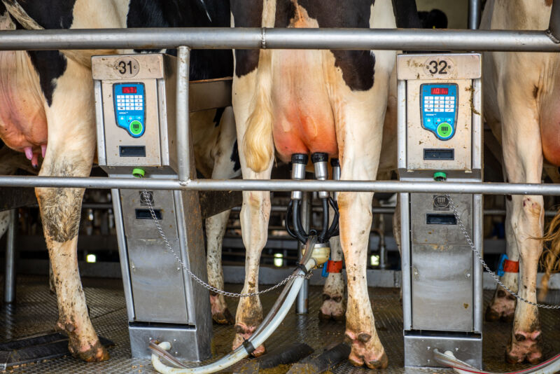 Cows being milked