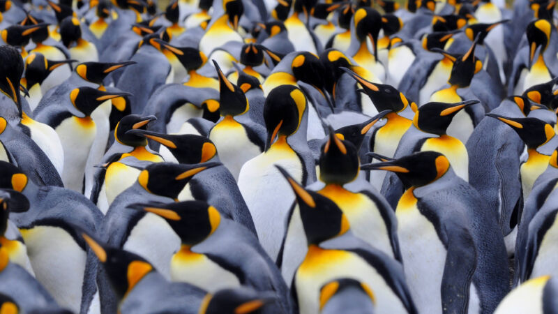 many penguins