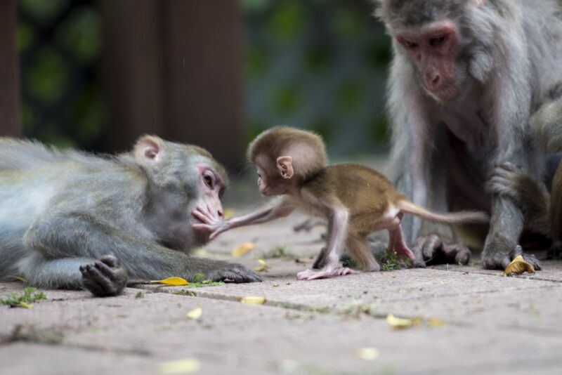 This photo taken in August 2014 shows macaque monkeys in a country park in Hong Kong. 