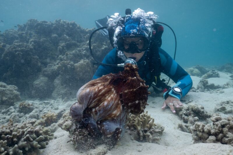 A Day octopus octopus cyanea) parachutes her web over a coral head while Dr. Alex Schnell observes.