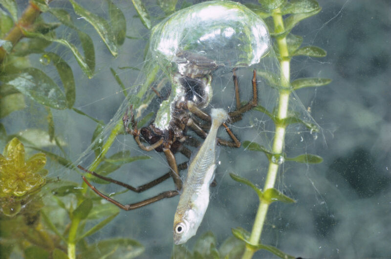 Diving bell spider