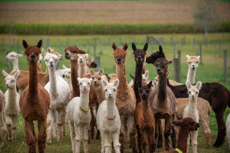 Suri alpacas on a farm in Pennsylvania.