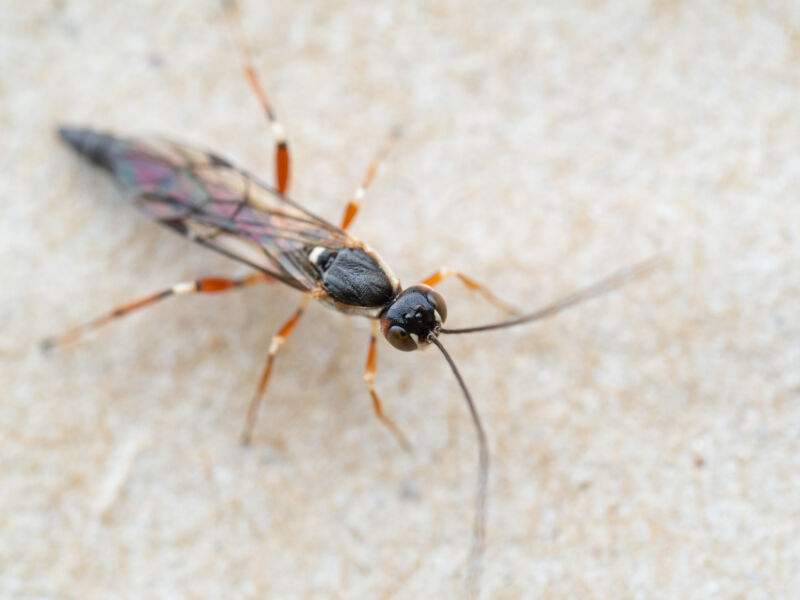 Parasitoid wasp