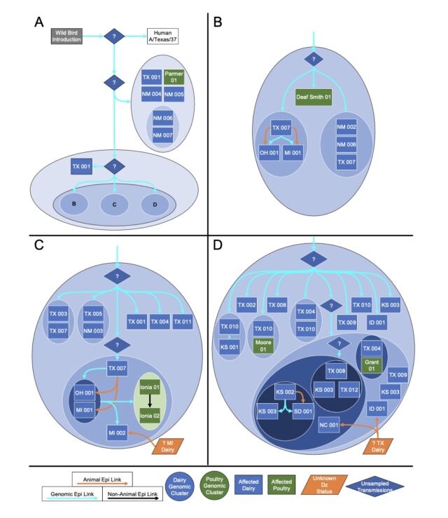 Putative transmission pathways of HPAI H5N1 clade 2.3.4.4b genotype B3.13 supported by epidemiological links, animal movements, and genomic analysis. 