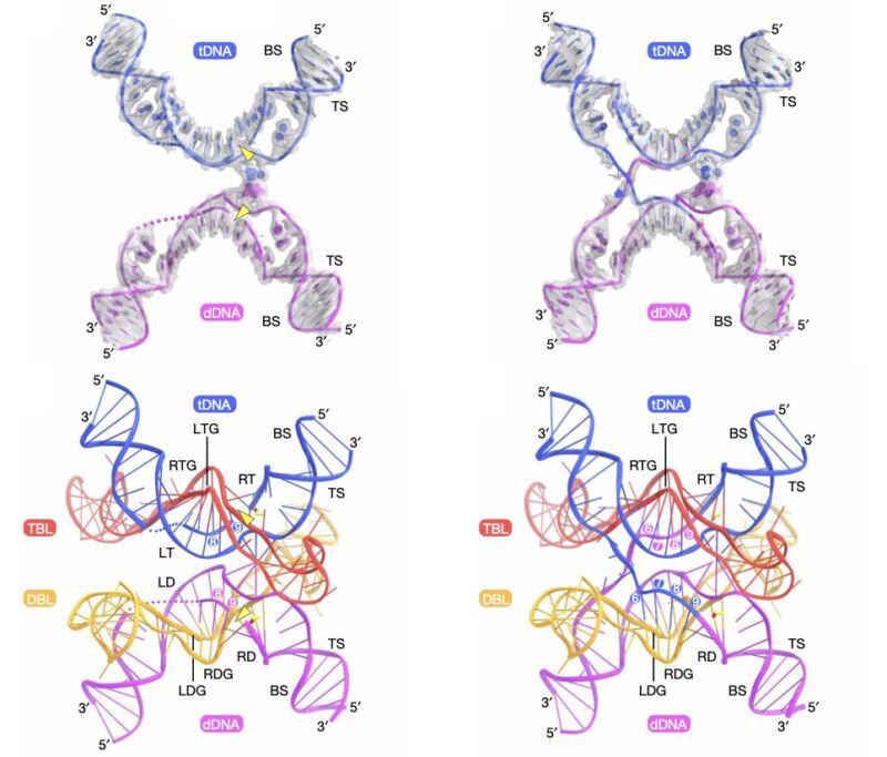 Top row: individual steps in the reaction process. Bottom row: cartoon diagram of the top, showing the position of each DNA and RNA strand.