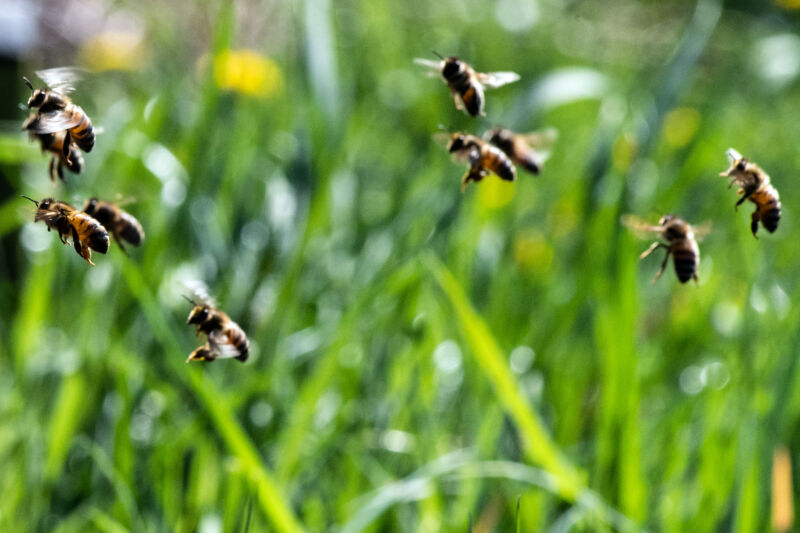 Bees fly to their hive.