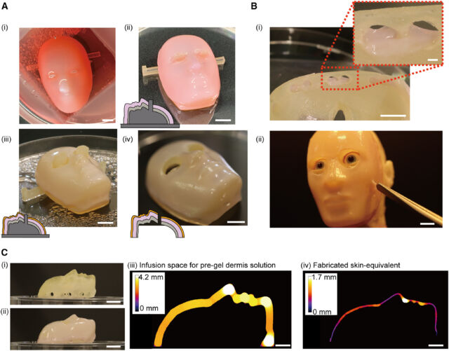 "Demonstration of the perforation-type anchors to cover the facial device with skin equivalent."