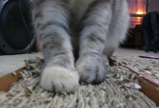 A corrugated fiberboard scratching pad can redirect your cat's unwanted scratching away from the furniture. 