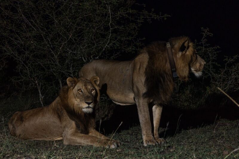 two lions, one sitting, one standing