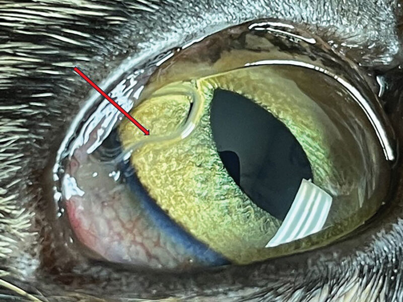 An adult <em>Thelazia callipaeda</em> in the eye of a cat.”><figcaption class=