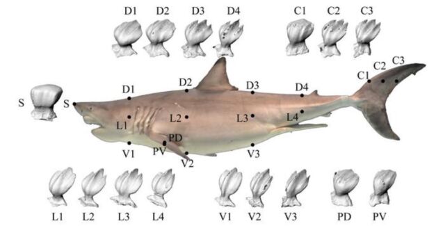 Side view of a great white shark with highlighted skin sampling locations, showing detailed denticles captured by a microfocus X-ray CT scanner.