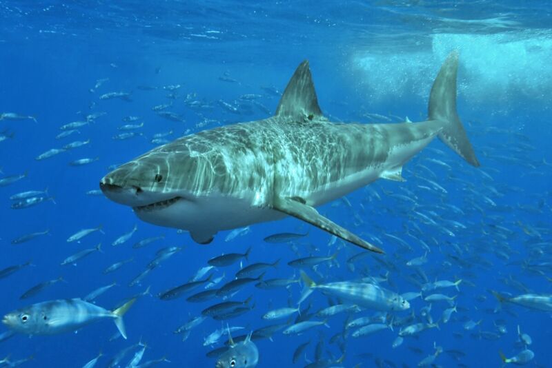 Great white shark at Isla Guadalupe, Mexico