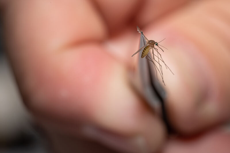 A mosquito collected to test for mosquito-borne diseases.