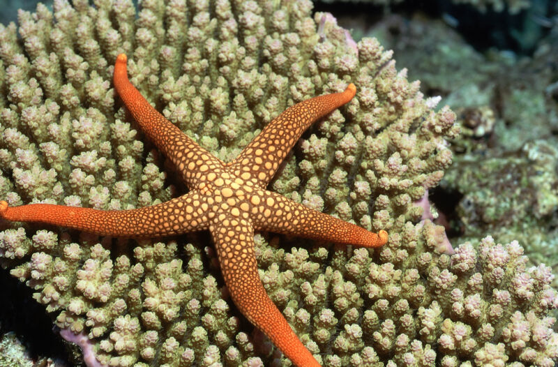 A five-armed starfish, with orange and yellow colors, stretched out across a coral.