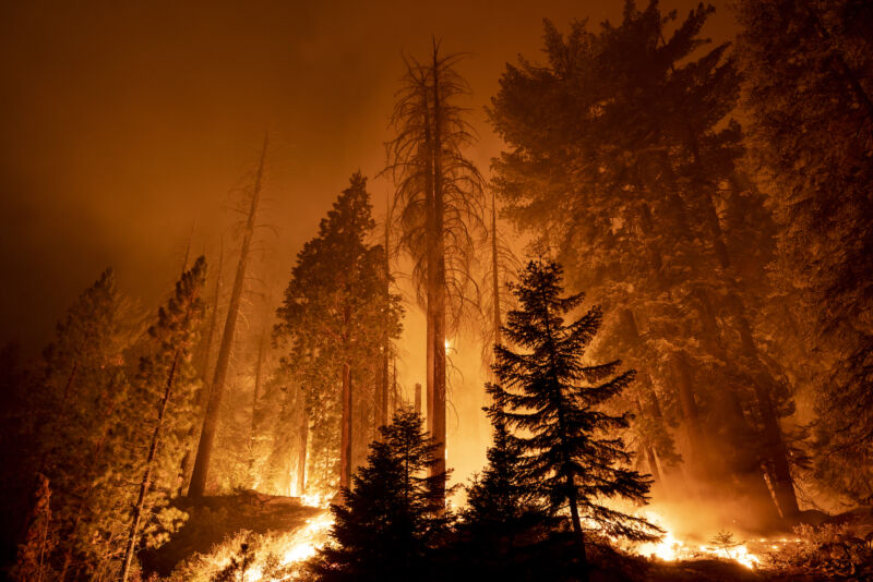 The Windy Fire blazes through the Long Meadow Grove of giant sequoia trees near The Trail of 100 Giants overnight in Sequoia National Forest on September 21, 2021, near California Hot Springs, California.