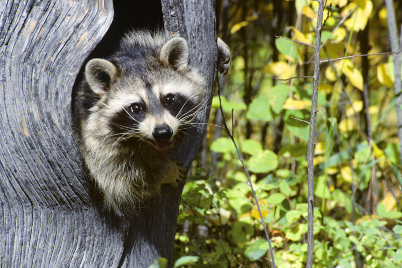 Young raccoon looking out from a tree.