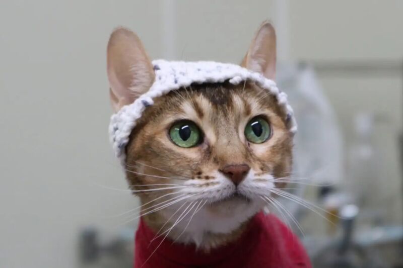 A cat wearing a crocheted hat custom-made to record brain activity